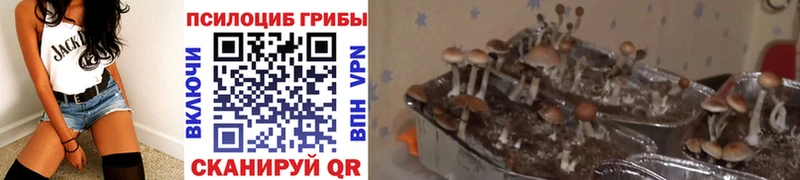 мега вход darknet состав Галлюциногенные грибы Cubensis Никольское